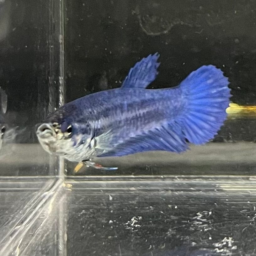 the-fish-farm Female Betta Female Betta - One Only - X Choose your own Female Betta at The Fish Farm Australia