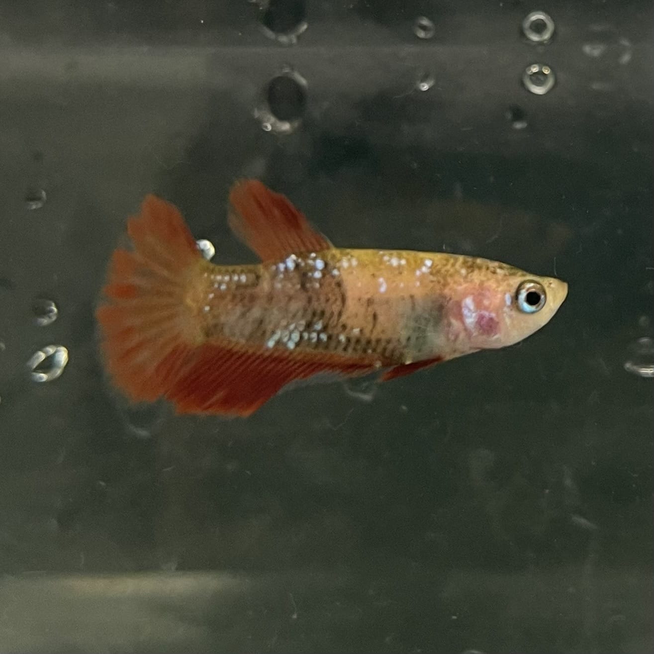 the-fish-farm Female Betta Female Betta - One Only - X Choose your own Female Betta at The Fish Farm Australia
