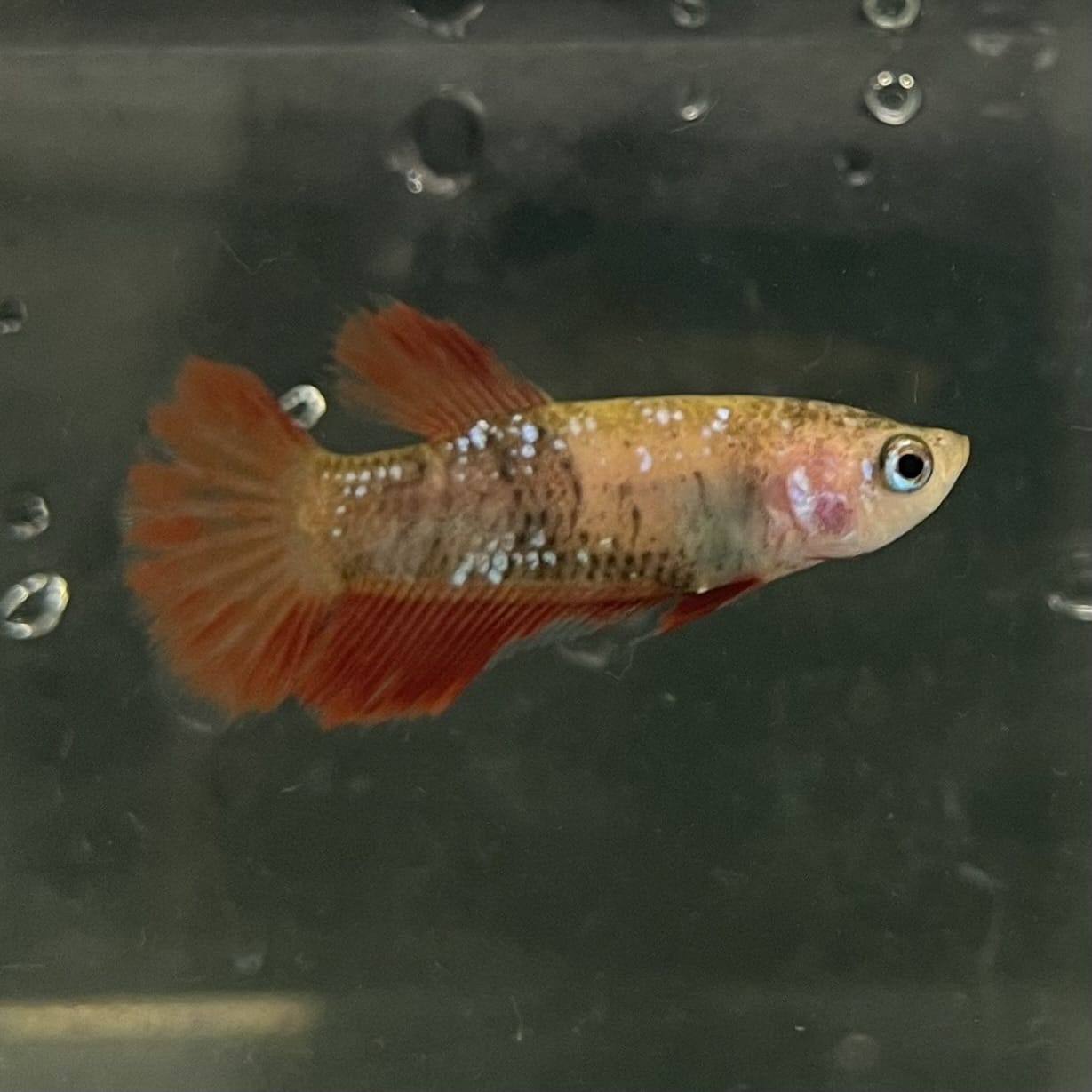 the-fish-farm Female Betta Female Betta - One Only - X Choose your own Female Betta at The Fish Farm Australia