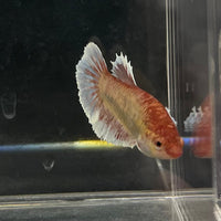 the-fish-farm Female Betta Female Betta - One Only - Y Choose your own Female Betta at The Fish Farm Australia