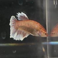 the-fish-farm Female Betta Female Betta - One Only - Y Choose your own Female Betta at The Fish Farm Australia