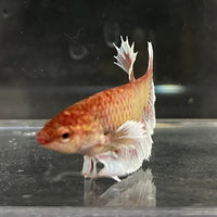 the-fish-farm Female Betta Female Betta - One Only - Y Choose your own Female Betta at The Fish Farm Australia