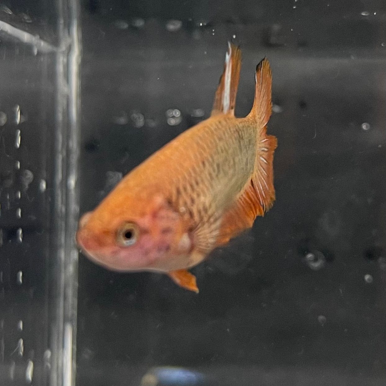 the-fish-farm Female Betta Female Betta - One Only - Y Choose your own Female Betta at The Fish Farm Australia