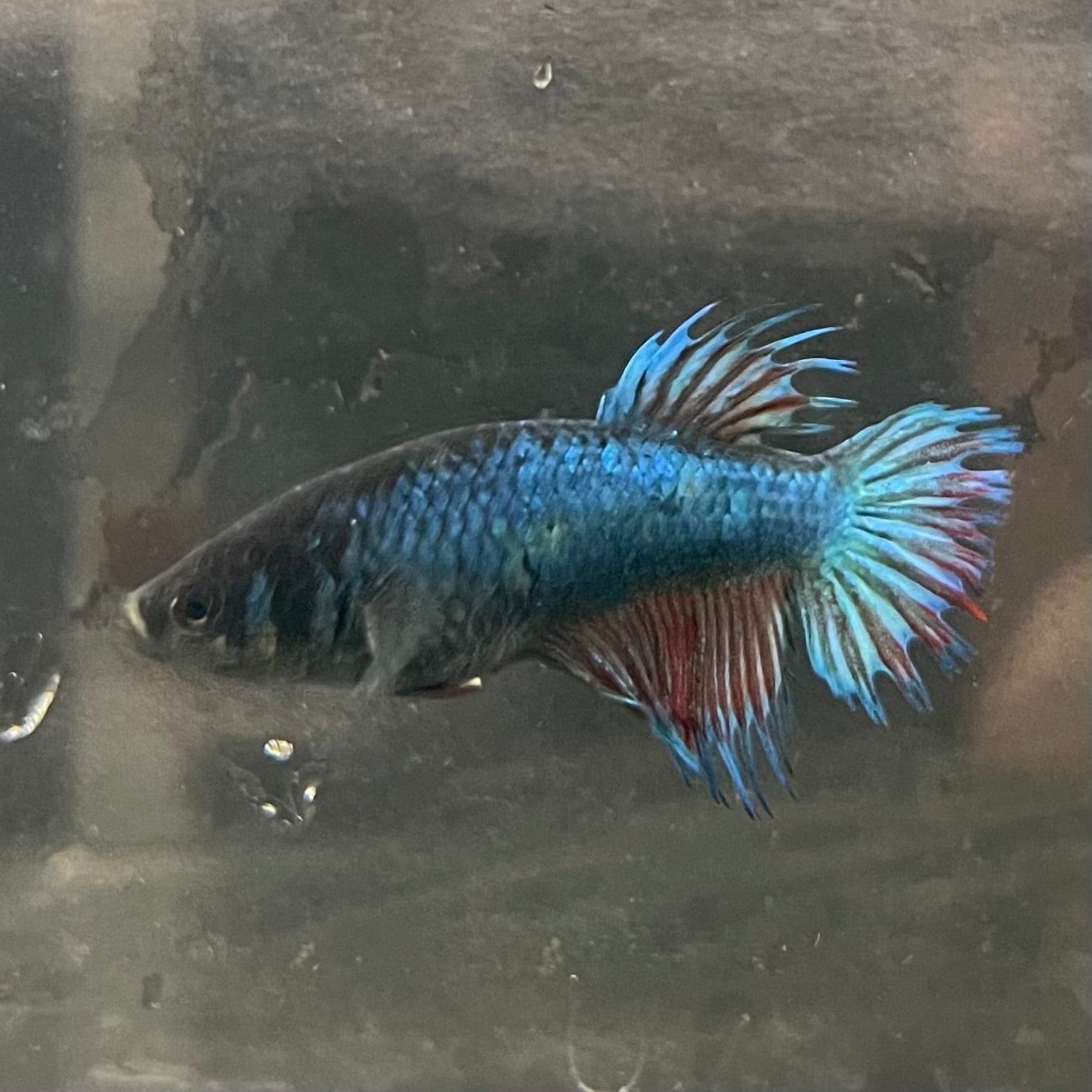 the-fish-farm Female Betta Female Betta - One Only - Y Choose your own Female Betta at The Fish Farm Australia