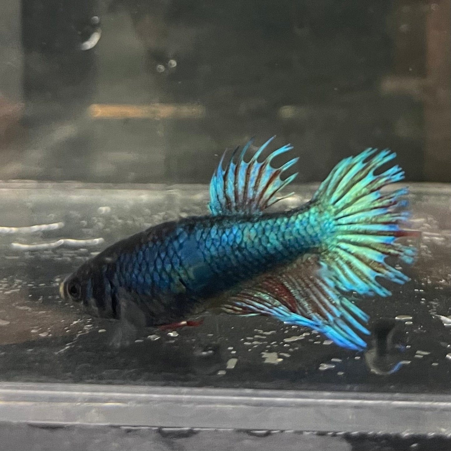 the-fish-farm Female Betta Female Betta - One Only - Y Choose your own Female Betta at The Fish Farm Australia