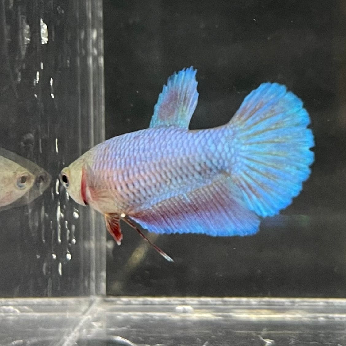 the-fish-farm Female Betta Female Betta - One Only - Y Choose your own Female Betta at The Fish Farm Australia