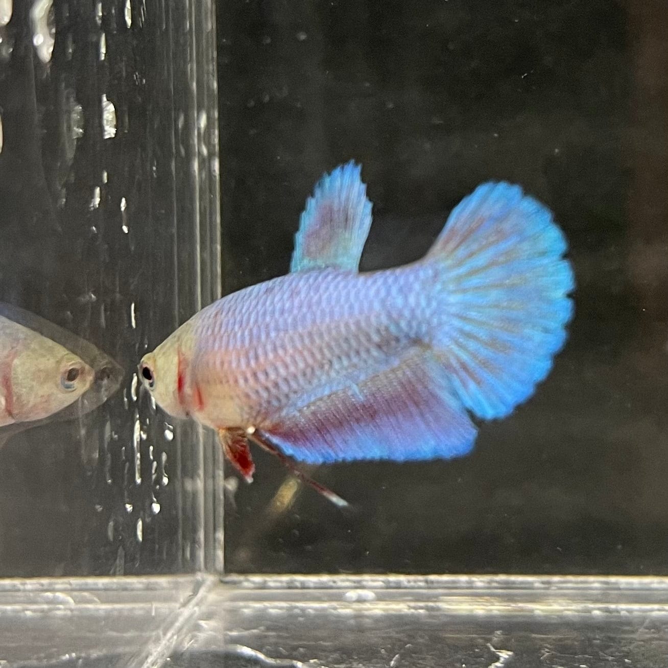 the-fish-farm Female Betta Female Betta - One Only - Y Choose your own Female Betta at The Fish Farm Australia