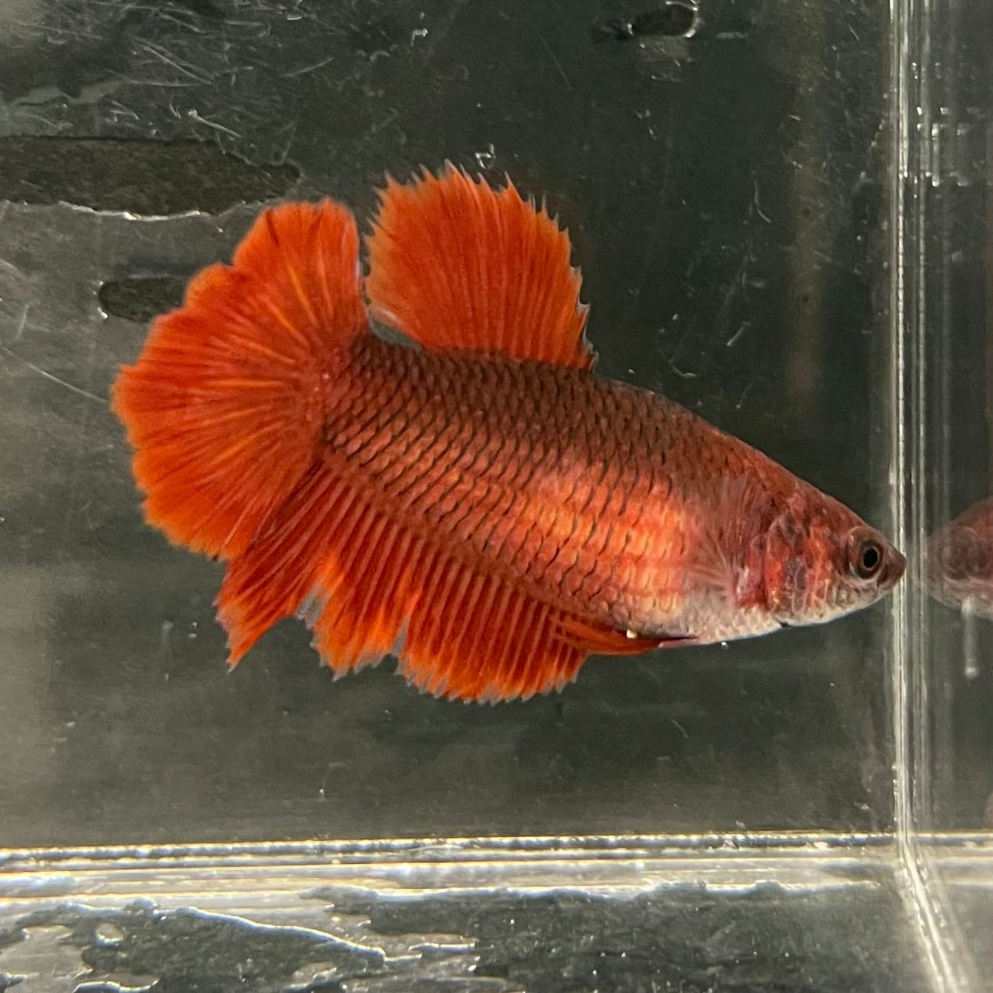 the-fish-farm Female Betta Female Betta - One Only - Y Choose your own Female Betta at The Fish Farm Australia