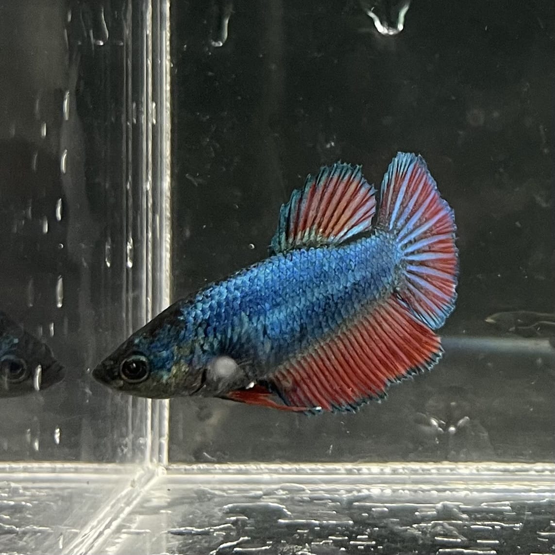 the-fish-farm Female Betta Female Betta - One Only - Y Choose your own Female Betta at The Fish Farm Australia