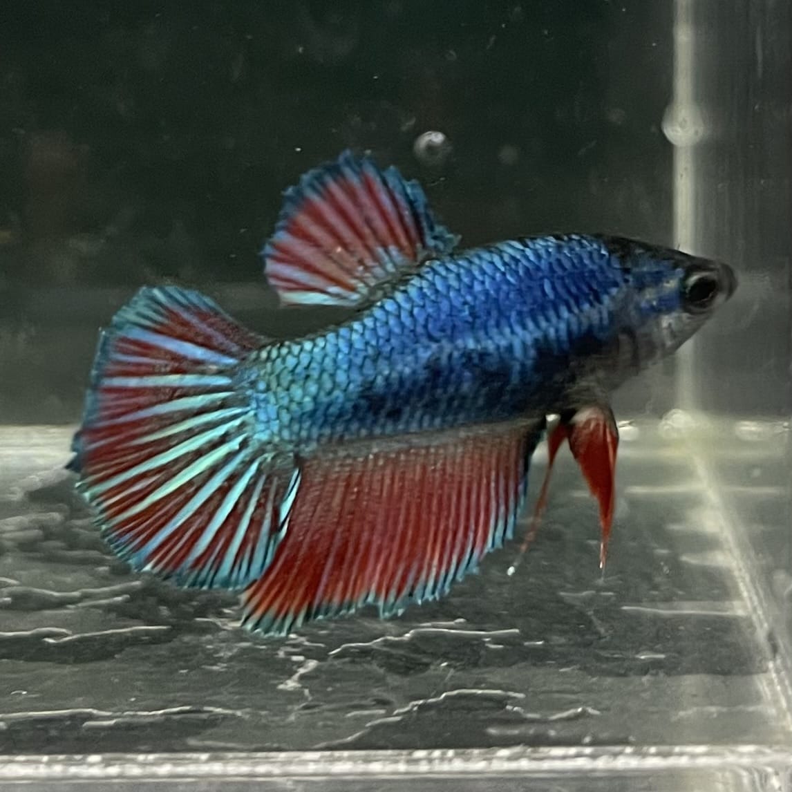 the-fish-farm Female Betta Female Betta - One Only - Y Choose your own Female Betta at The Fish Farm Australia