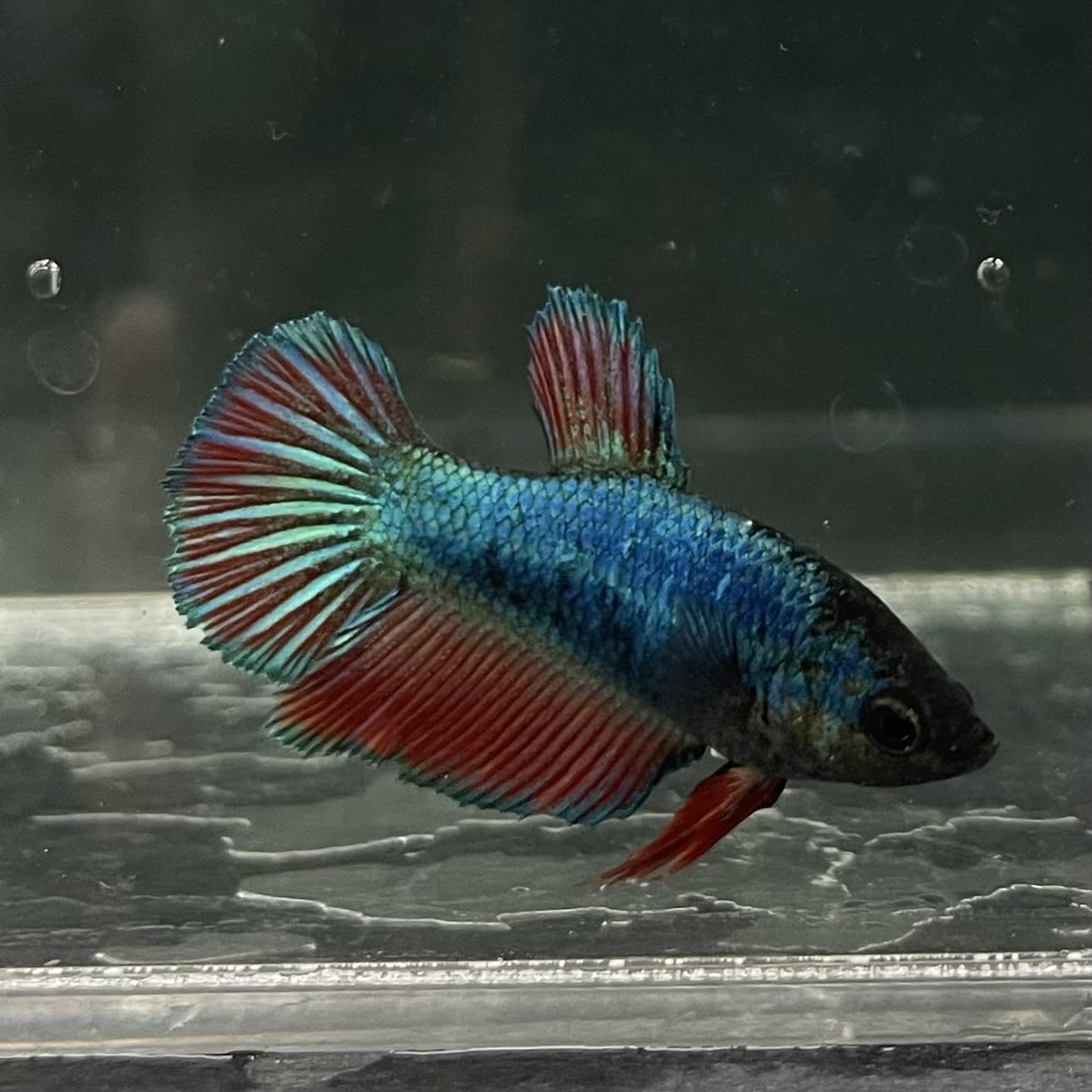 the-fish-farm Female Betta Female Betta - One Only - Y Choose your own Female Betta at The Fish Farm Australia