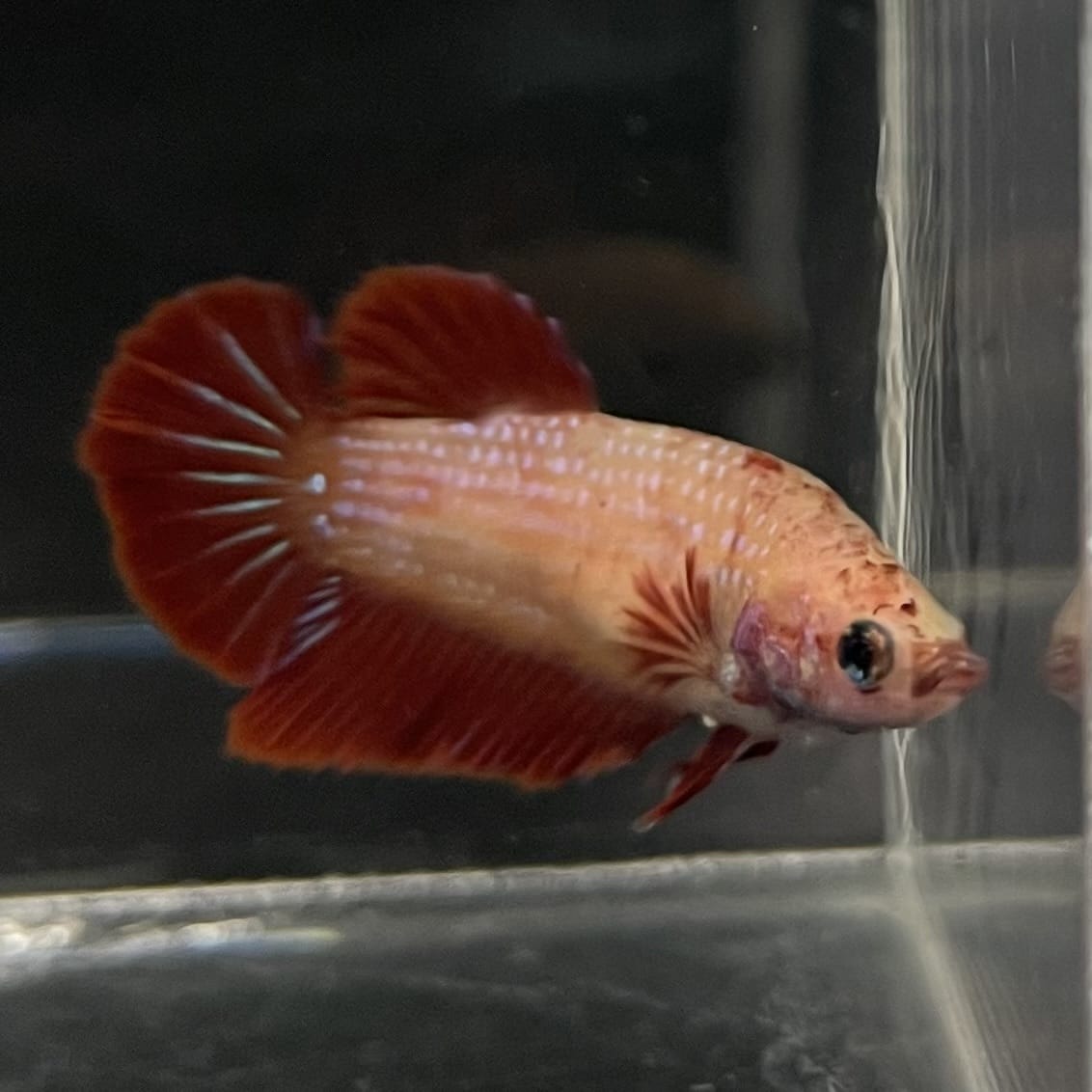 the-fish-farm Female Betta Female Betta - One Only - Y Choose your own Female Betta at The Fish Farm Australia