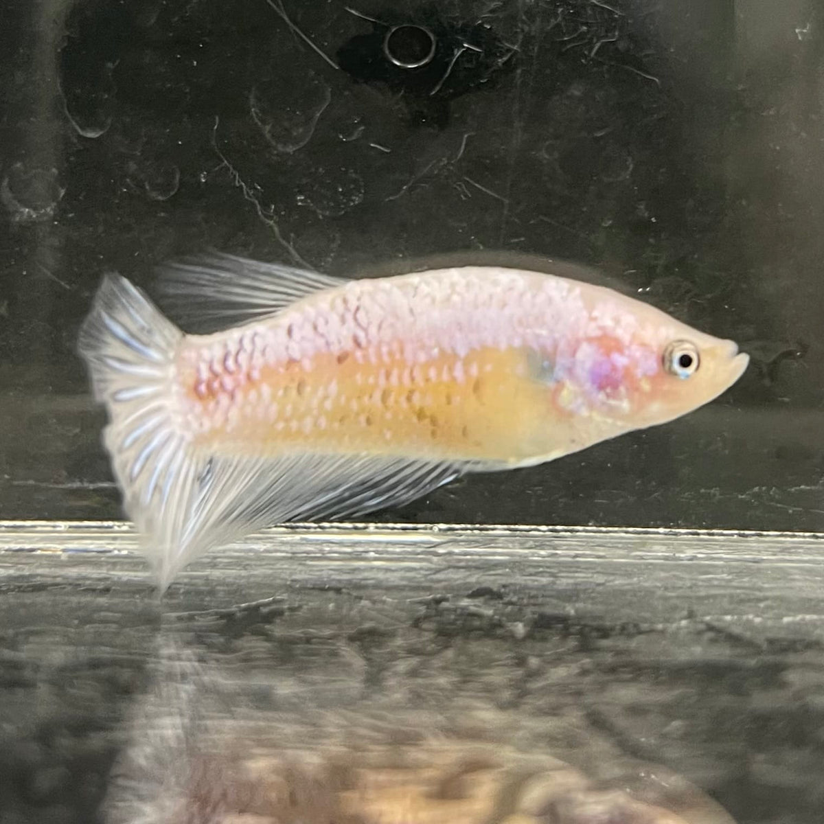 the-fish-farm Female Betta Female Betta - One Only - Y Choose your own Female Betta at The Fish Farm Australia