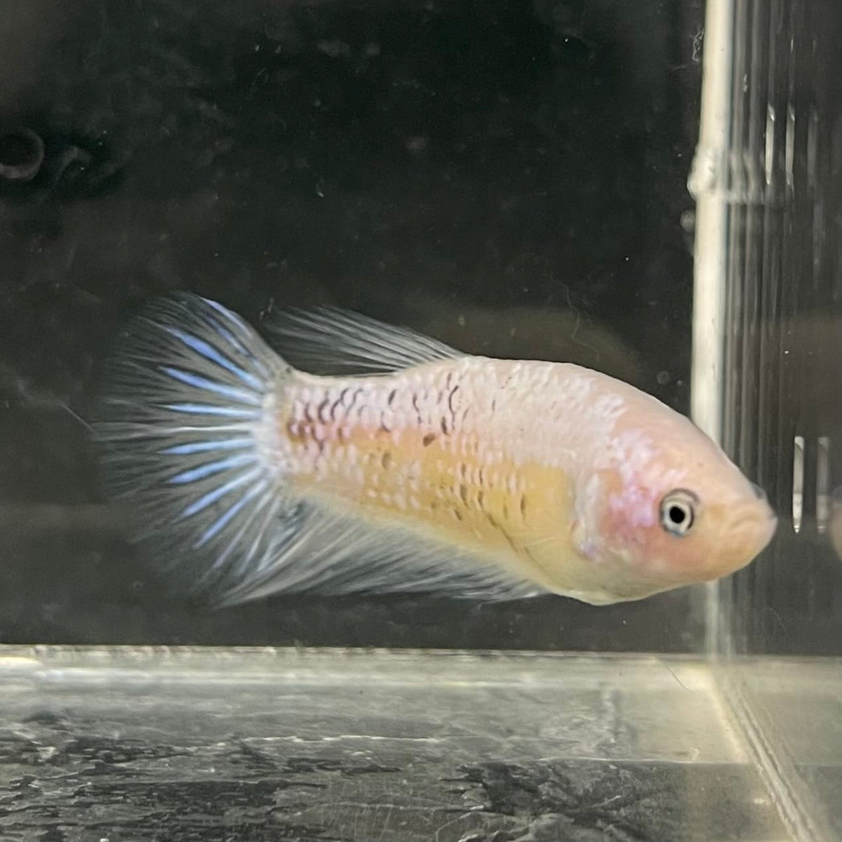 the-fish-farm Female Betta Female Betta - One Only - Y Choose your own Female Betta at The Fish Farm Australia