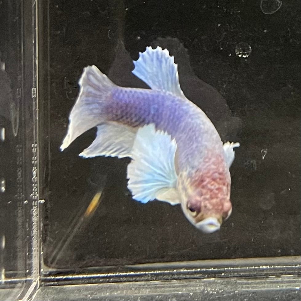 the-fish-farm Female Betta Female Betta - One Only - Z Choose your own Female Betta at The Fish Farm Australia