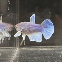 the-fish-farm Female Betta Female Betta - One Only - Z Choose your own Female Betta at The Fish Farm Australia