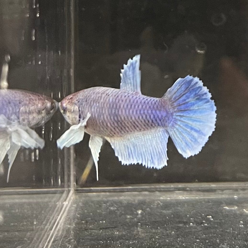the-fish-farm Female Betta Female Betta - One Only - Z Choose your own Female Betta at The Fish Farm Australia