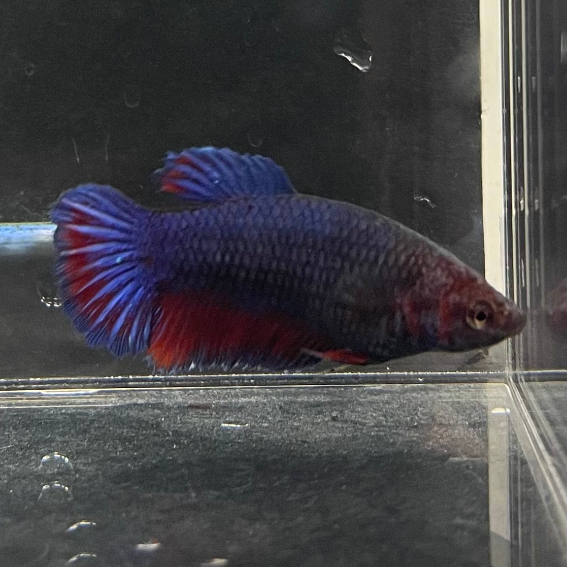 the-fish-farm Female Betta Female Betta - One Only - Z Choose your own Female Betta at The Fish Farm Australia