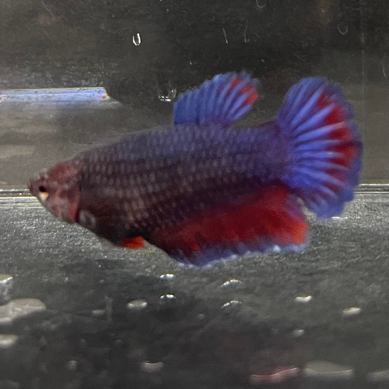 the-fish-farm Female Betta Female Betta - One Only - Z Choose your own Female Betta at The Fish Farm Australia