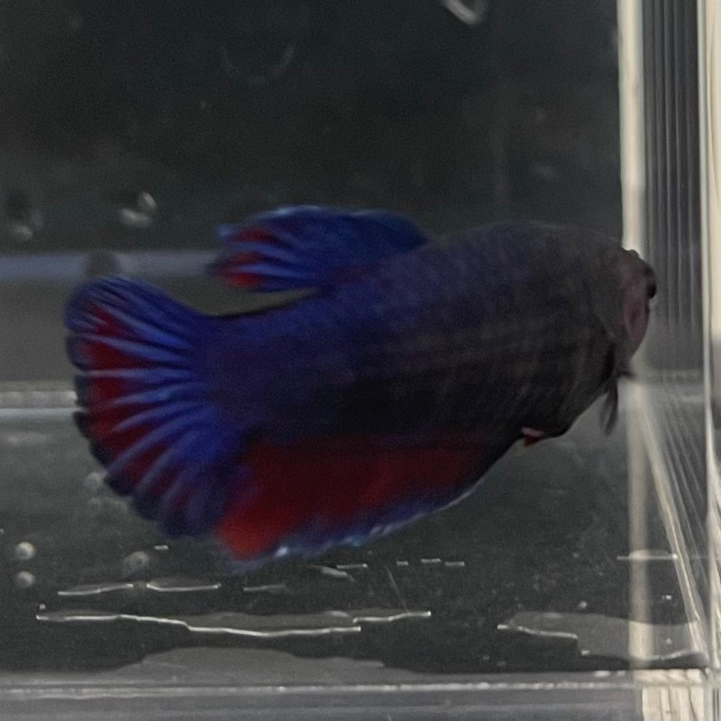 the-fish-farm Female Betta Female Betta - One Only - Z Choose your own Female Betta at The Fish Farm Australia