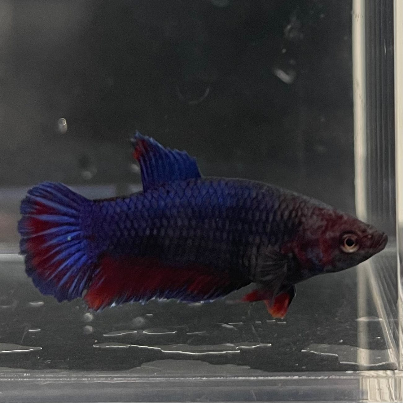 the-fish-farm Female Betta Female Betta - One Only - Z Choose your own Female Betta at The Fish Farm Australia