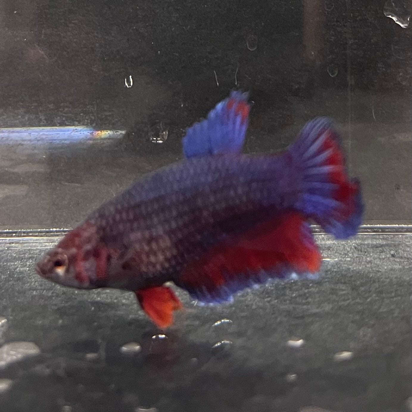 the-fish-farm Female Betta Female Betta - One Only - Z Choose your own Female Betta at The Fish Farm Australia