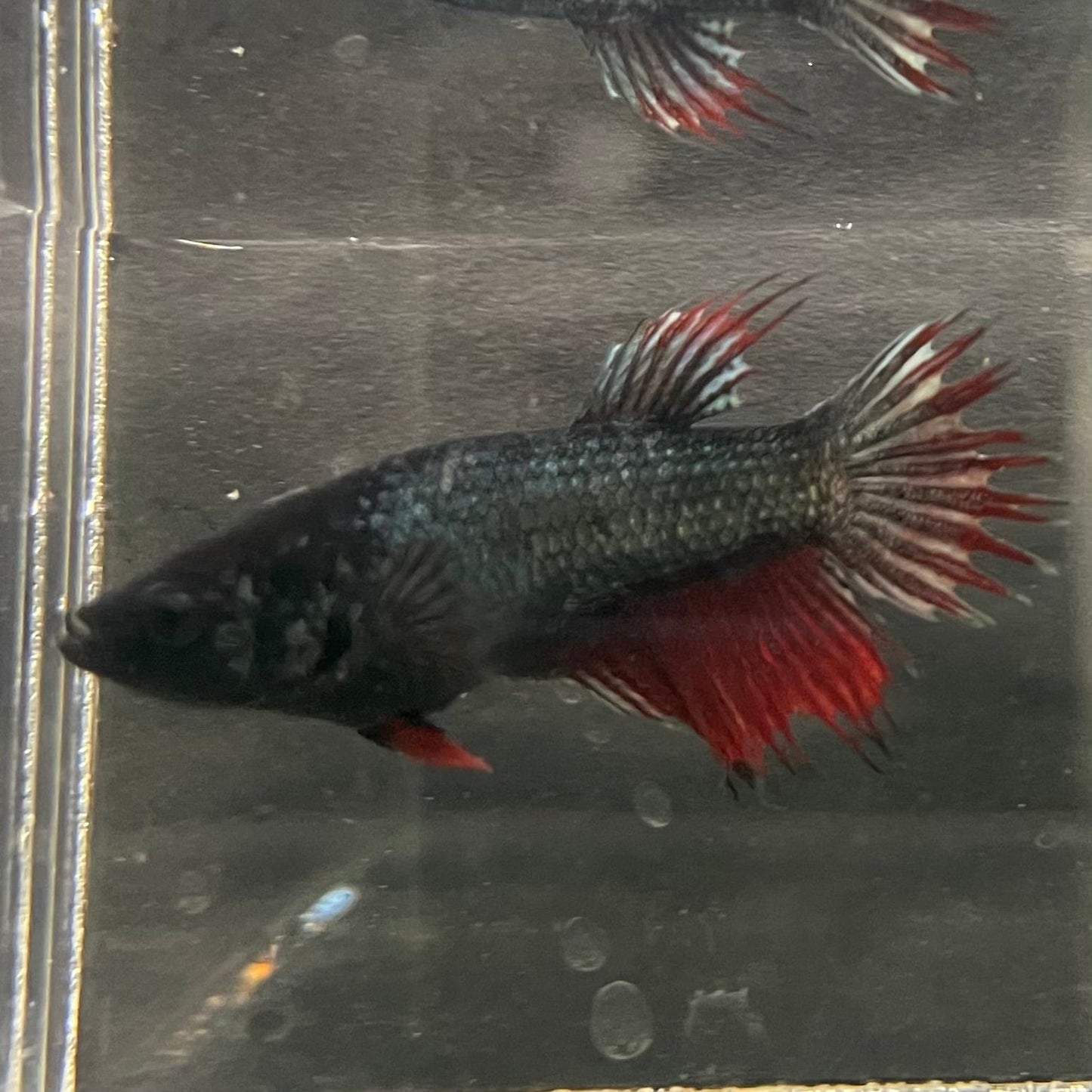 the-fish-farm Female Betta Female Betta - One Only - Z Choose your own Female Betta at The Fish Farm Australia