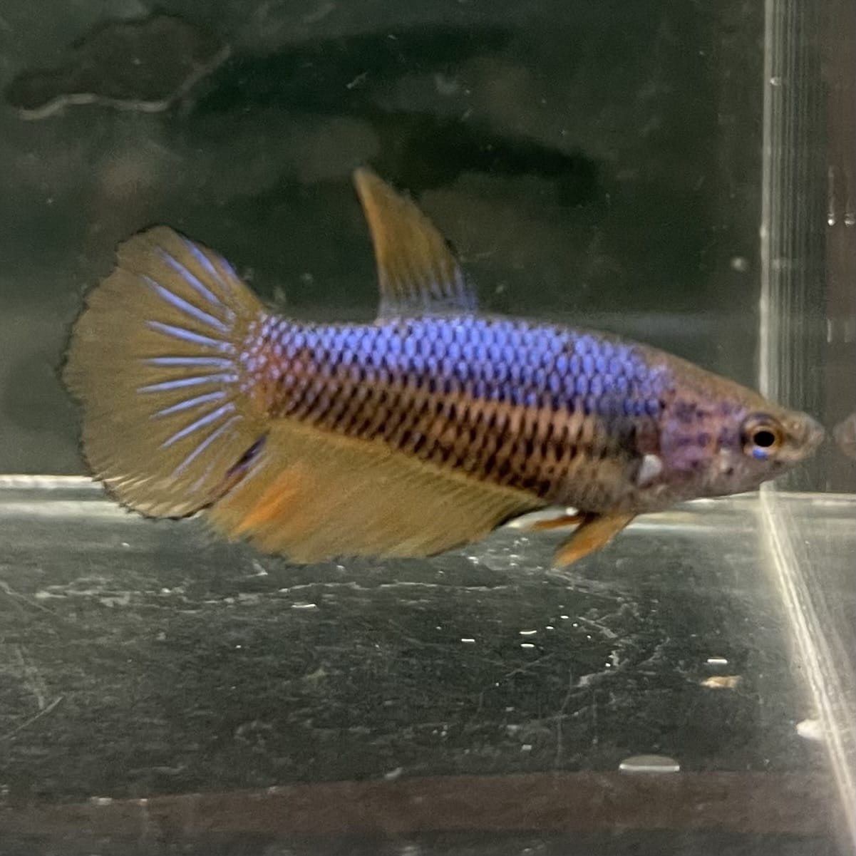 the-fish-farm Female Betta Female Betta - One Only - Z Choose your own Female Betta at The Fish Farm Australia