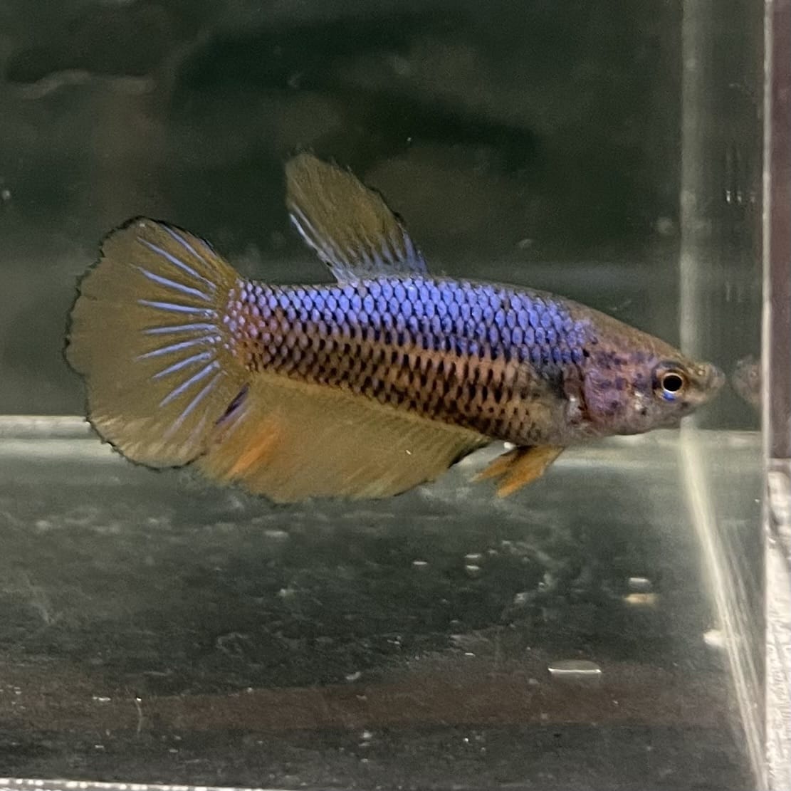 the-fish-farm Female Betta Female Betta - One Only - Z Choose your own Female Betta at The Fish Farm Australia
