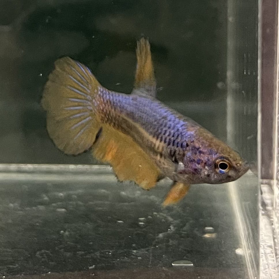 the-fish-farm Female Betta Female Betta - One Only - Z Choose your own Female Betta at The Fish Farm Australia
