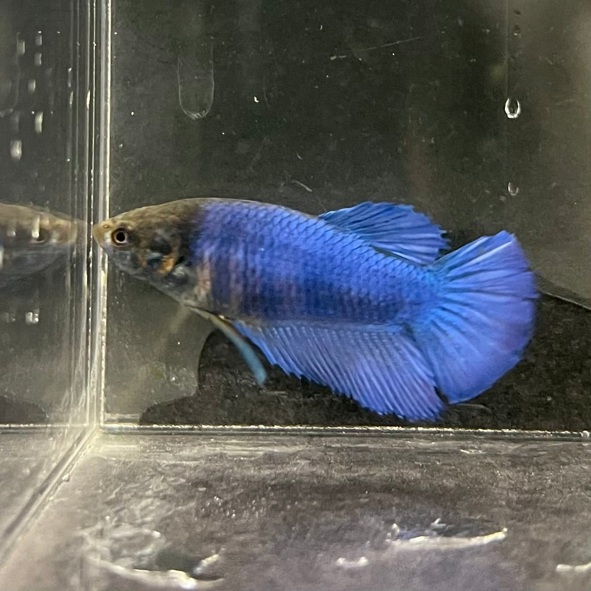 the-fish-farm Female Betta Female Betta - One Only - Z Choose your own Female Betta at The Fish Farm Australia