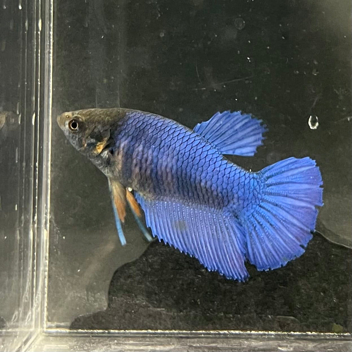 the-fish-farm Female Betta Female Betta - One Only - Z Choose your own Female Betta at The Fish Farm Australia