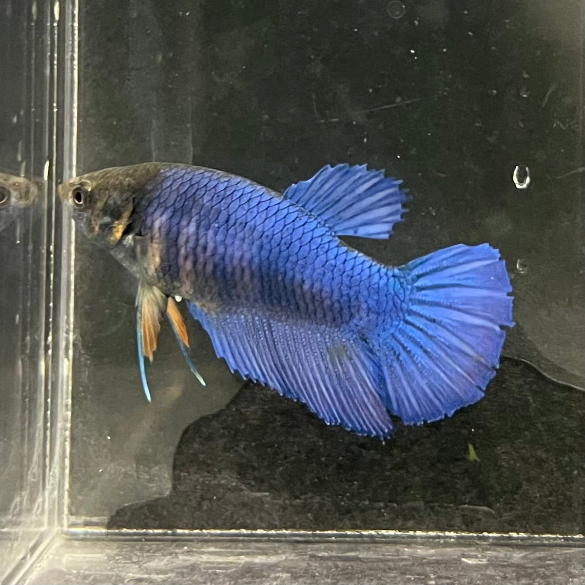 the-fish-farm Female Betta Female Betta - One Only - Z Choose your own Female Betta at The Fish Farm Australia