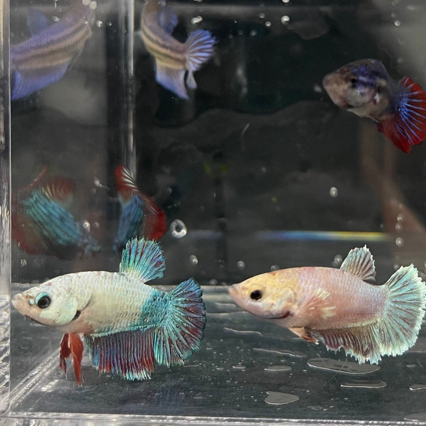 the-fish-farm Female Betta Halfmoon Betta - Female Assorted Colours 4-5cm Female Halfmoon Betta 5cm - The Fish Farm