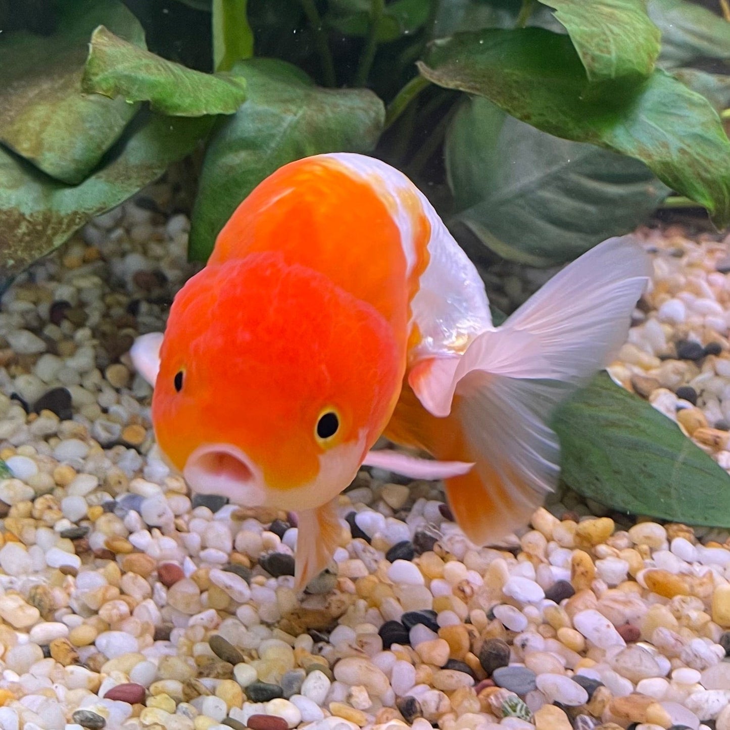 the-fish-farm Goldfish 10 cm Ranchu Goldfish - Red & white-One Only-1 Ranchu Goldfish - Red - The Fish Farm Australia