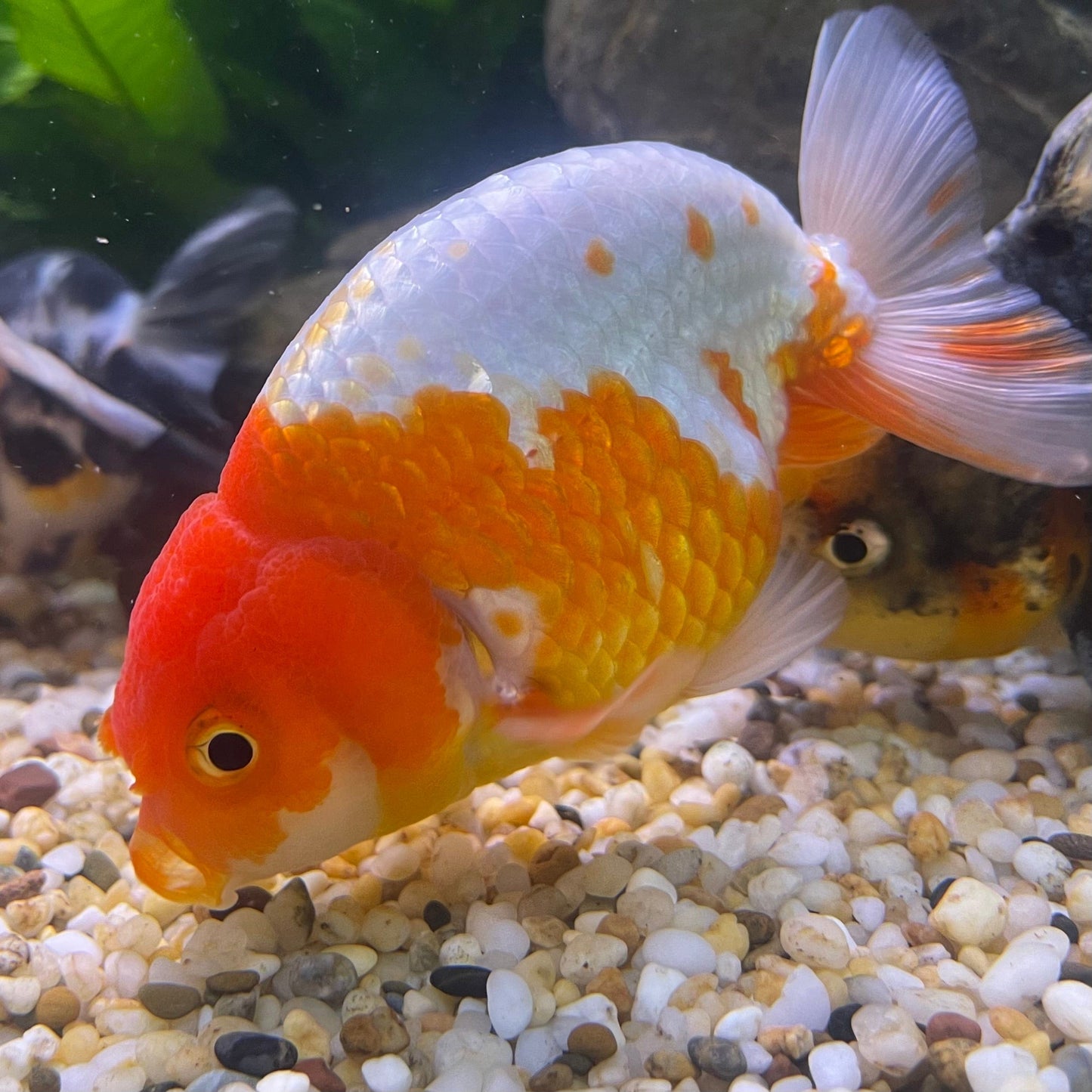 the-fish-farm Goldfish 10 cm Ranchu Goldfish - Red & white-One Only-2 Ranchu Goldfish - Red - The Fish Farm Australia