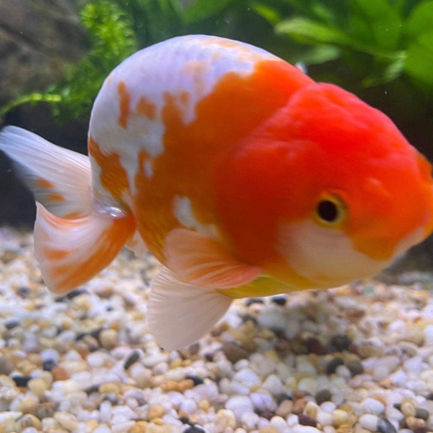 the-fish-farm Goldfish 10 cm Ranchu Goldfish - Red & white-One Only-2 Ranchu Goldfish - Red - The Fish Farm Australia