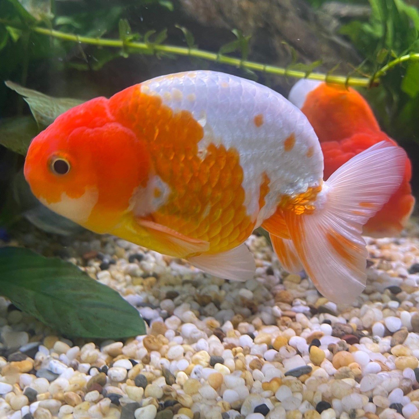 the-fish-farm Goldfish 10 cm Ranchu Goldfish - Red & white-One Only-2 Ranchu Goldfish - Red - The Fish Farm Australia