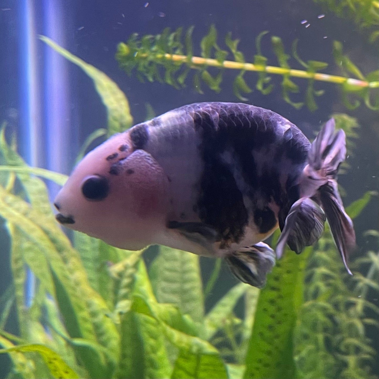 the-fish-farm Goldfish 10cm Ranchu Goldfish - Milk Cow Ranchu Goldfish - Milk Cow