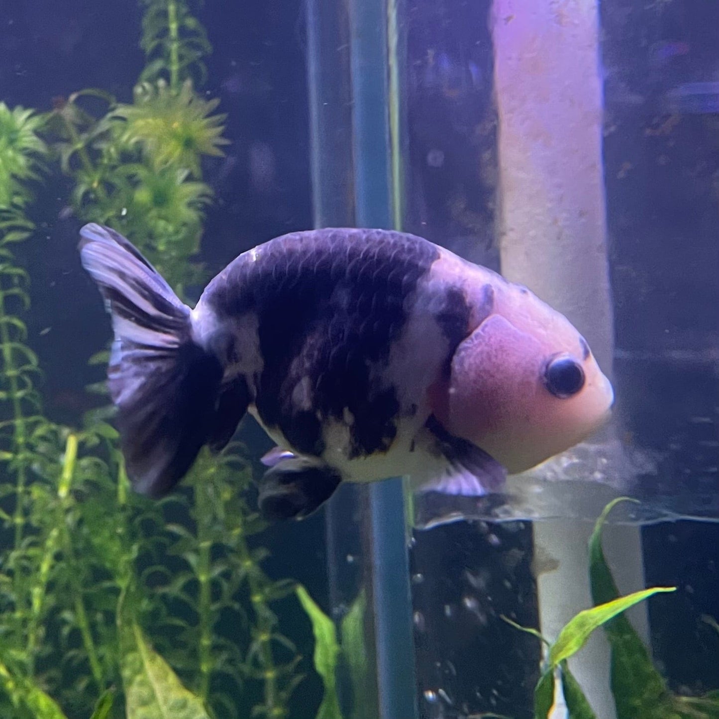 the-fish-farm Goldfish 10cm Ranchu Goldfish - Milk Cow Ranchu Goldfish - Milk Cow