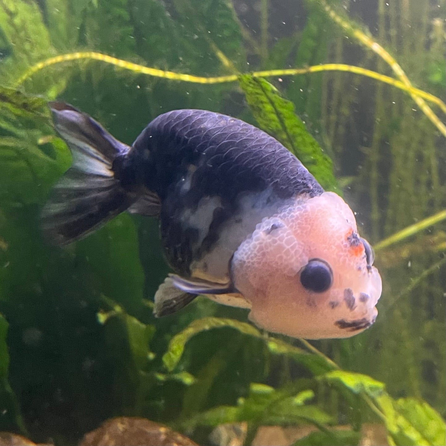 the-fish-farm Goldfish 10cm Ranchu Goldfish - Milk Cow one only - 1 Ranchu Goldfish - Milk Cow one only - 1