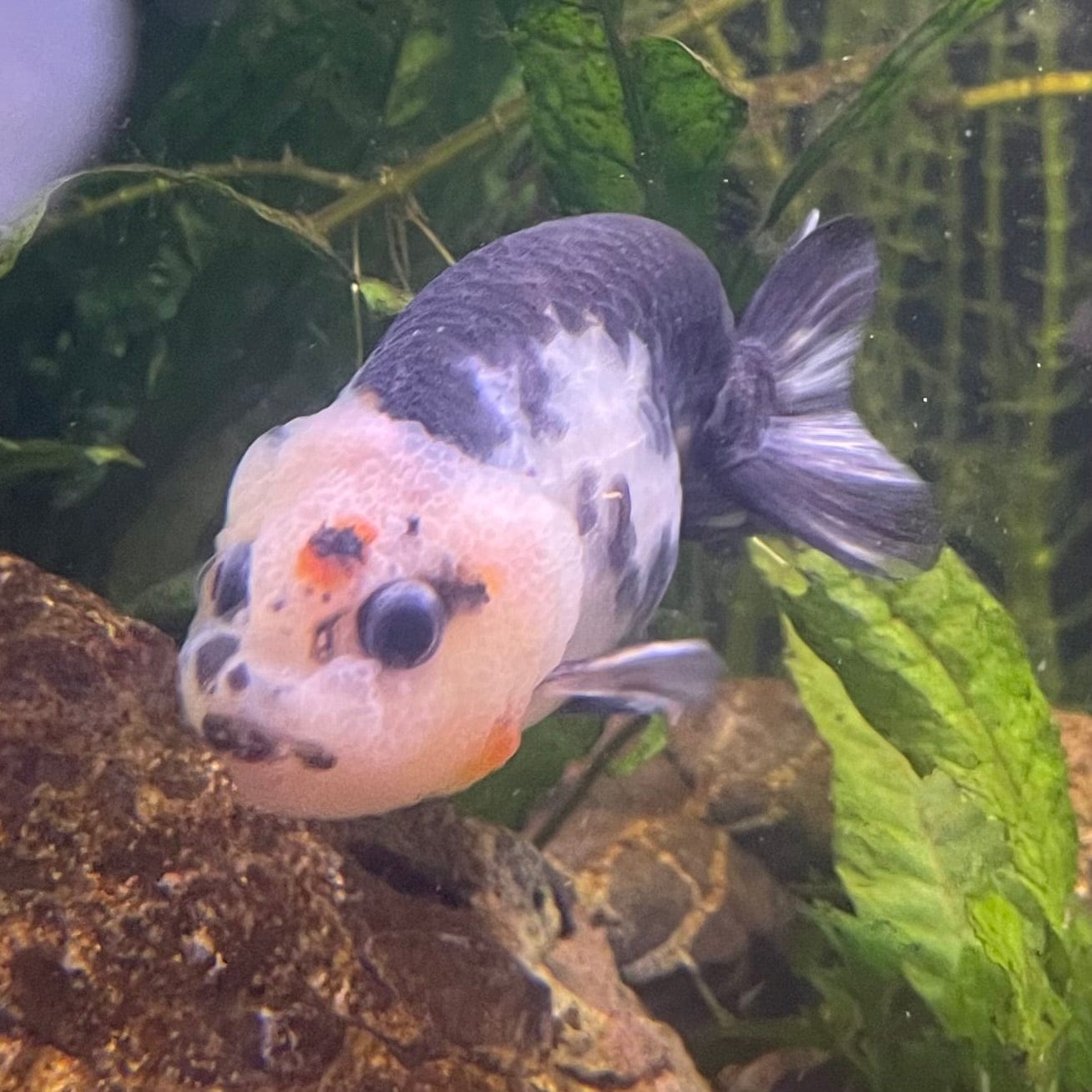 the-fish-farm Goldfish 10cm Ranchu Goldfish - Milk Cow one only - 1 Ranchu Goldfish - Milk Cow one only - 1