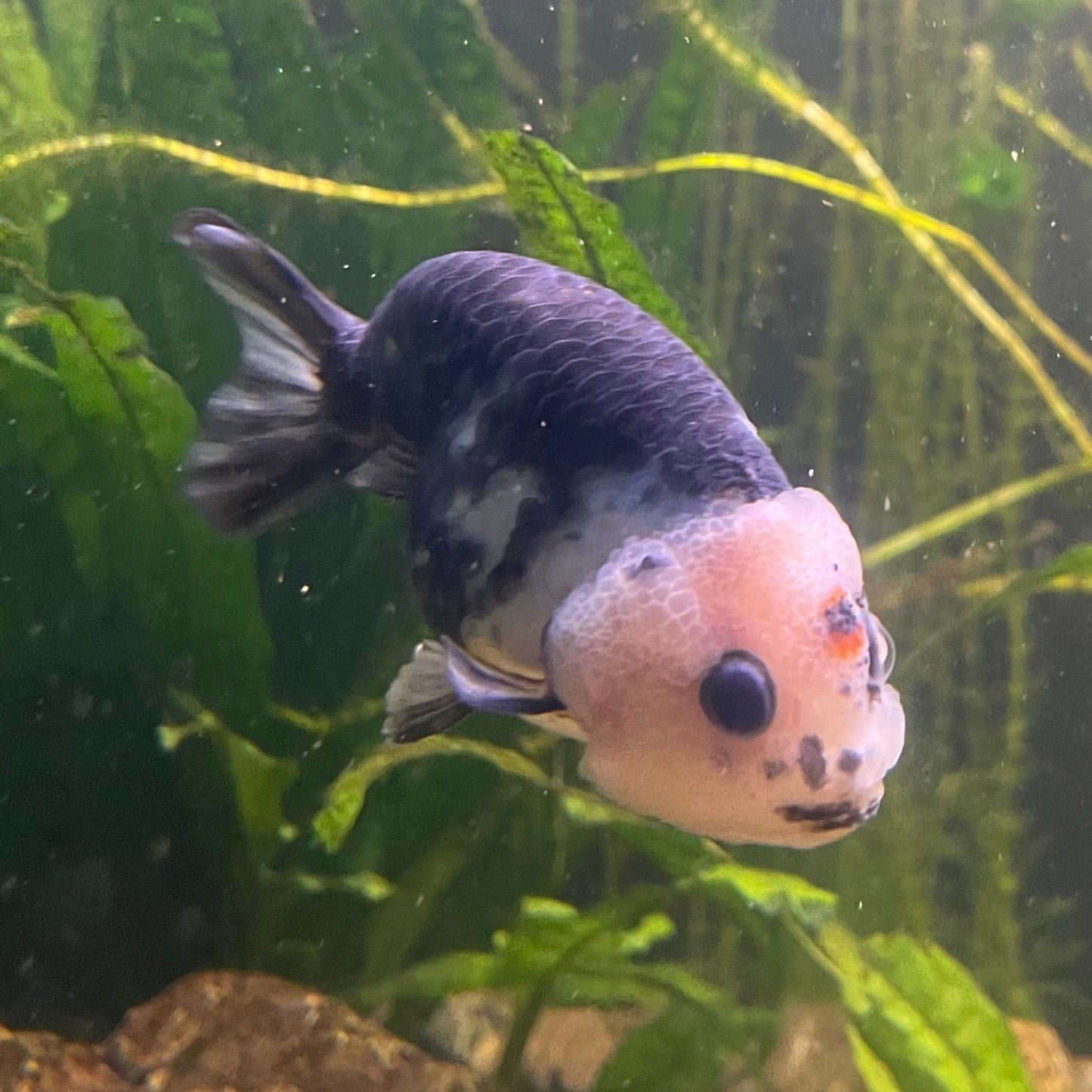 the-fish-farm Goldfish 10cm Ranchu Goldfish - Milk Cow one only - 1 Ranchu Goldfish - Milk Cow one only - 1