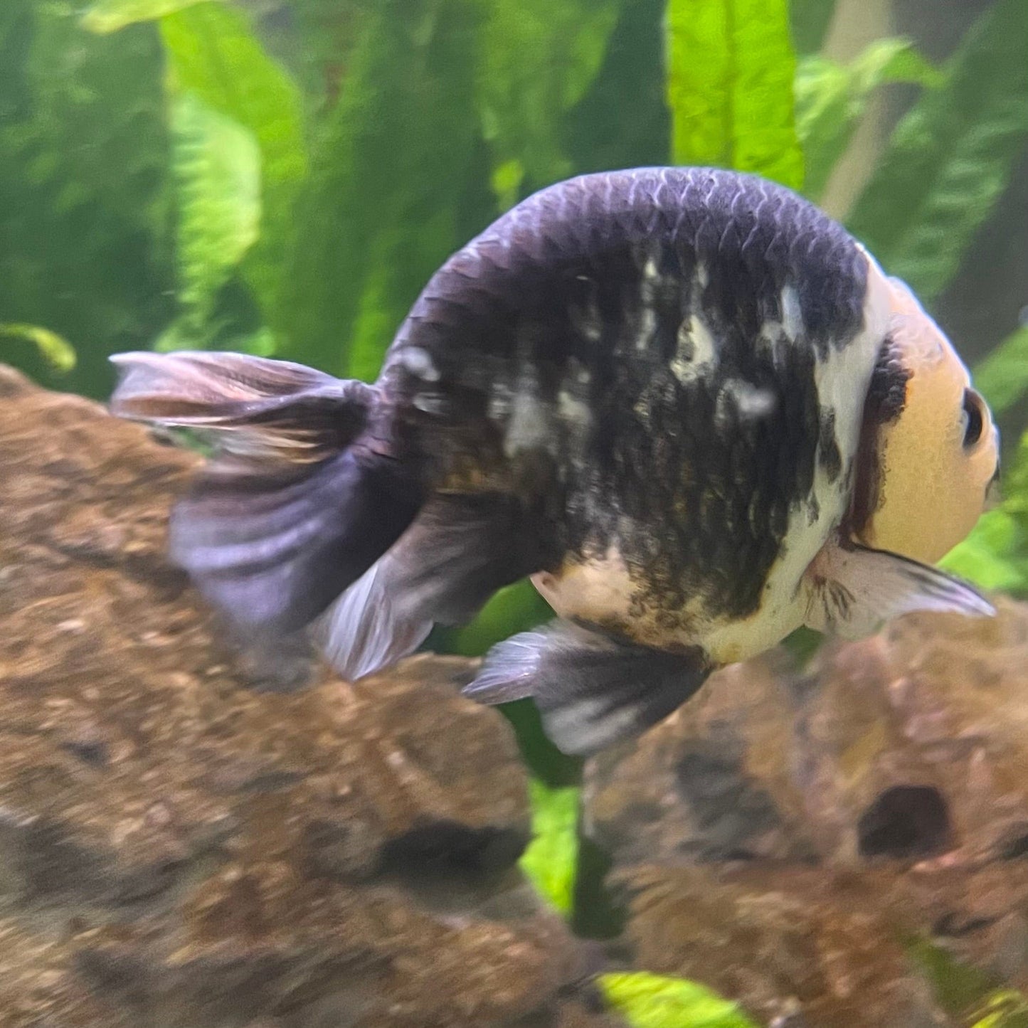 the-fish-farm Goldfish 10cm Ranchu Goldfish - Milk Cow one only - 2 Ranchu Goldfish - Milk Cow one only - 2