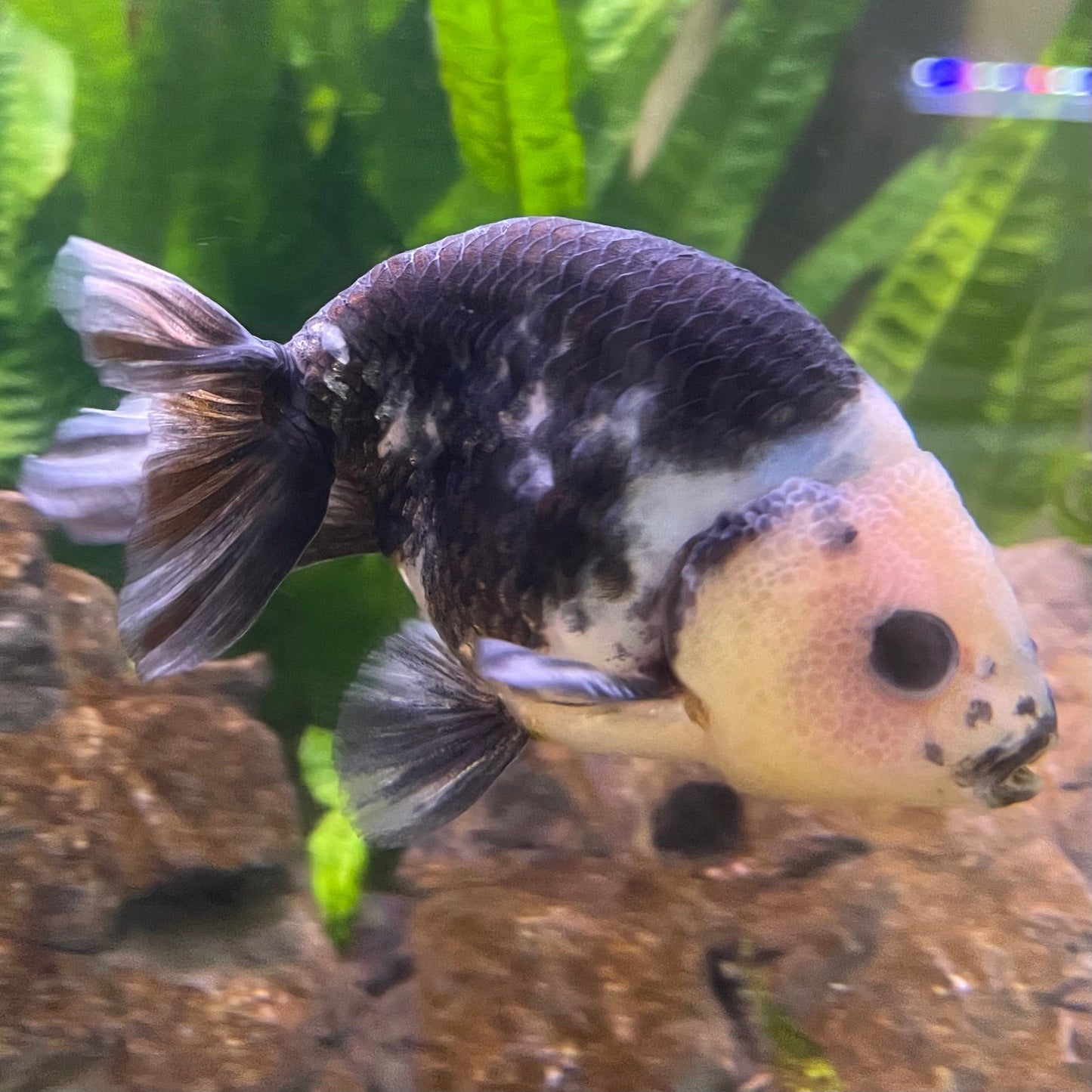 the-fish-farm Goldfish 10cm Ranchu Goldfish - Milk Cow one only - 2 Ranchu Goldfish - Milk Cow one only - 2