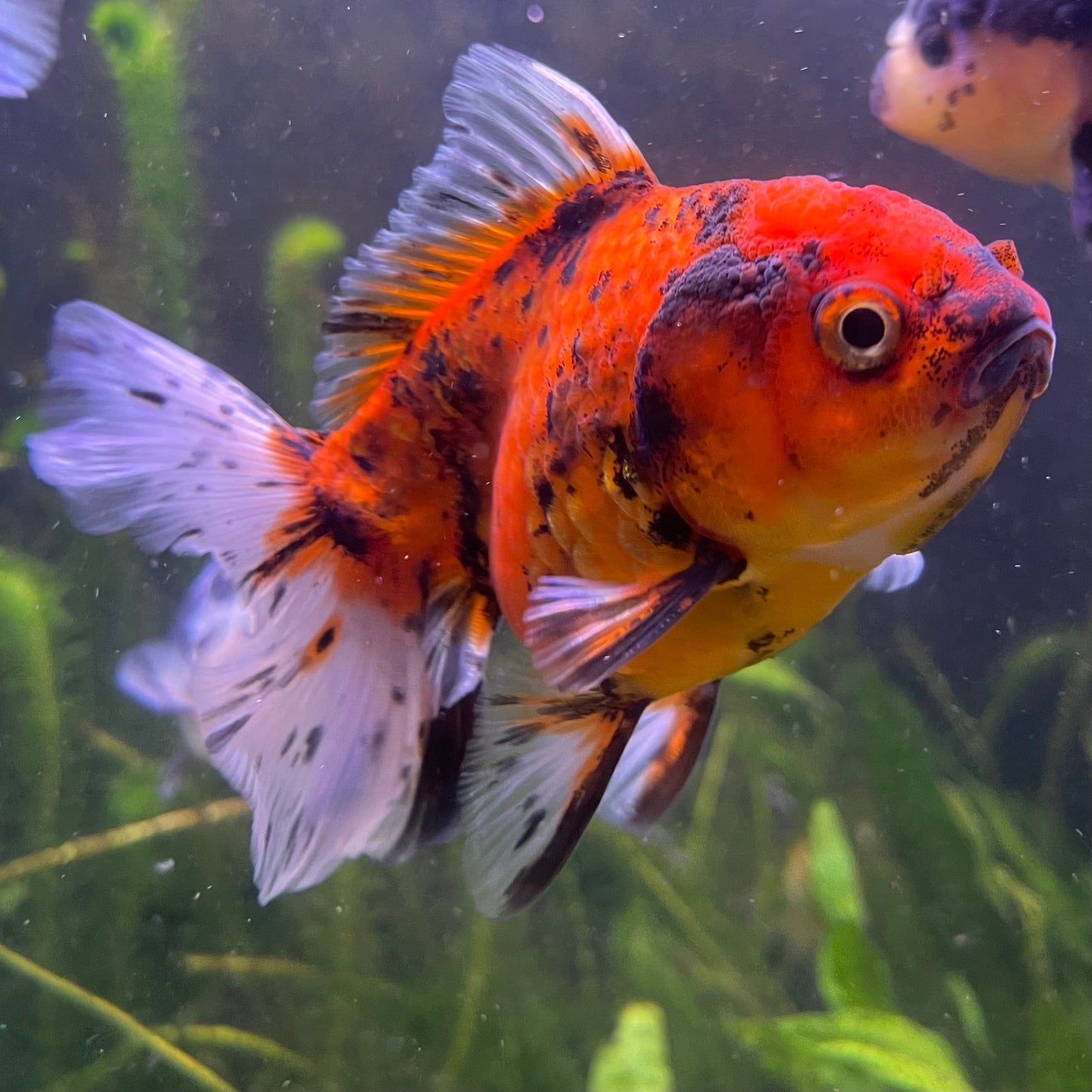 the-fish-farm Goldfish 12cm Oranda Goldfish - Calico one only-1 Oranda Goldfish - Calico - The Fish Farm Australia