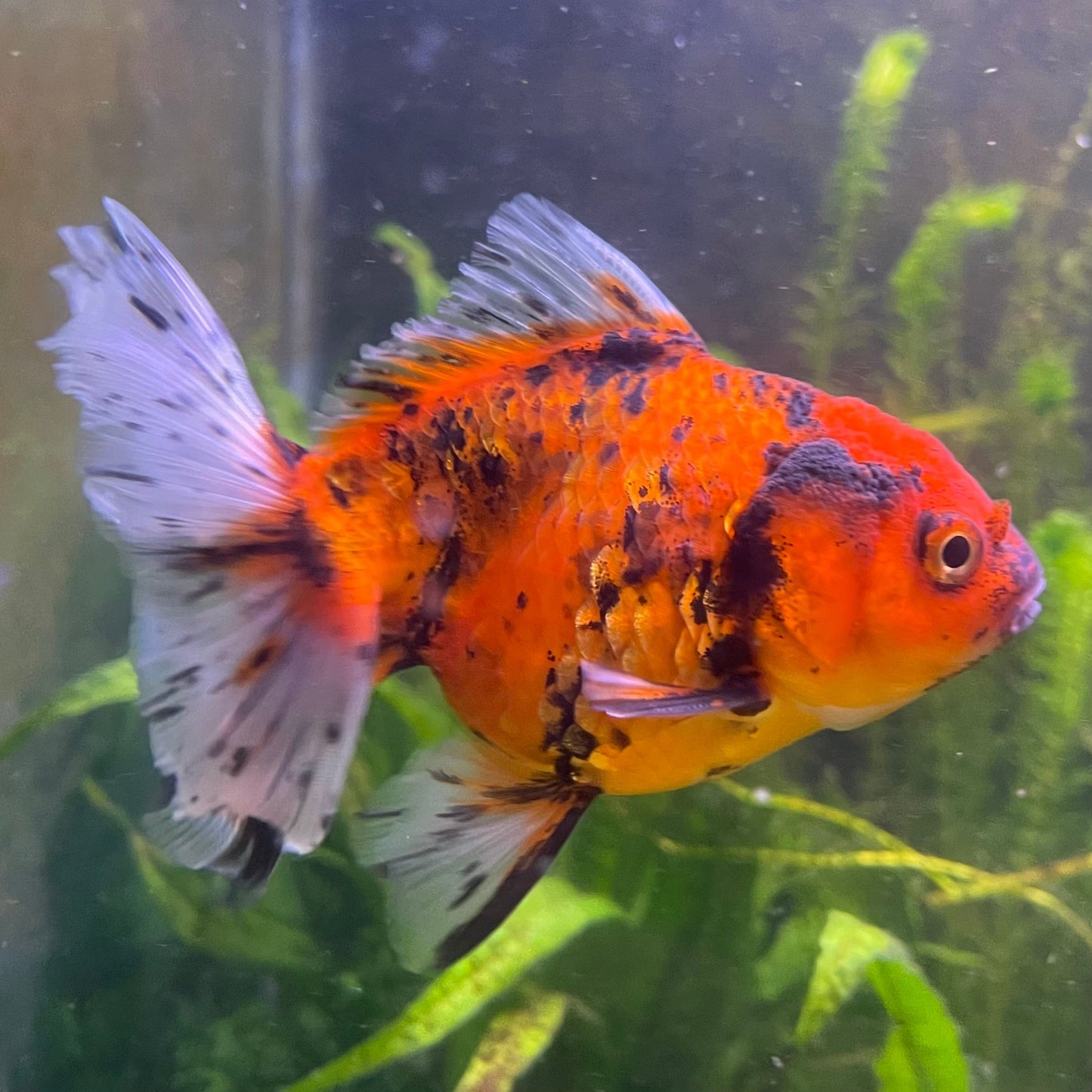 the-fish-farm Goldfish 12cm Oranda Goldfish - Calico one only-1 Oranda Goldfish - Calico - The Fish Farm Australia