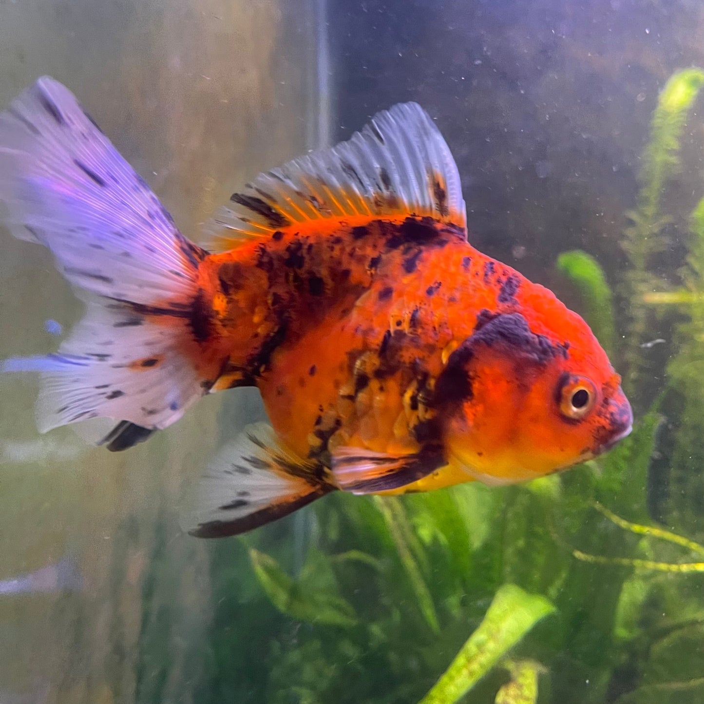 the-fish-farm Goldfish 12cm Oranda Goldfish - Calico one only-1 Oranda Goldfish - Calico - The Fish Farm Australia