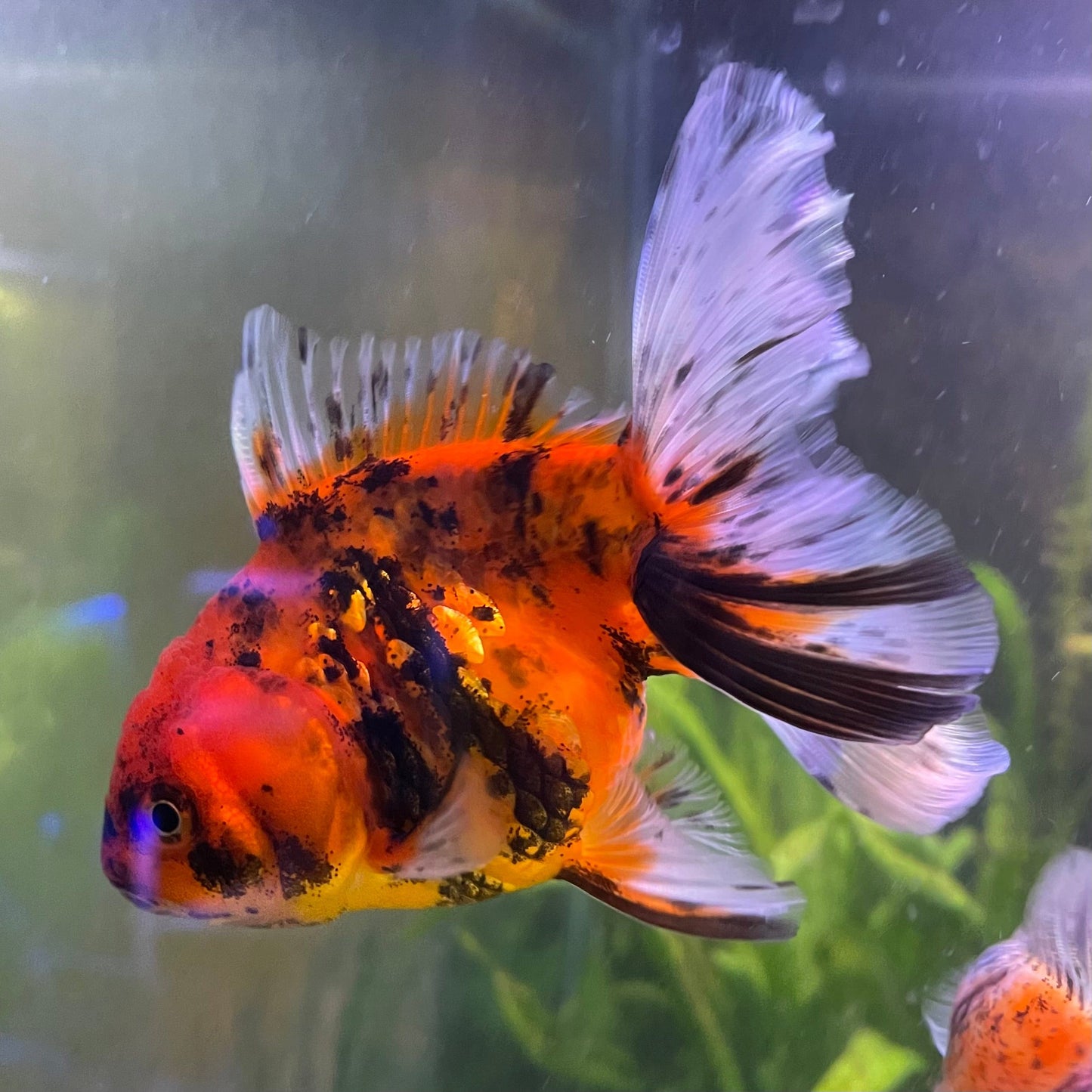 the-fish-farm Goldfish 12cm Oranda Goldfish - Calico one only-1 Oranda Goldfish - Calico - The Fish Farm Australia