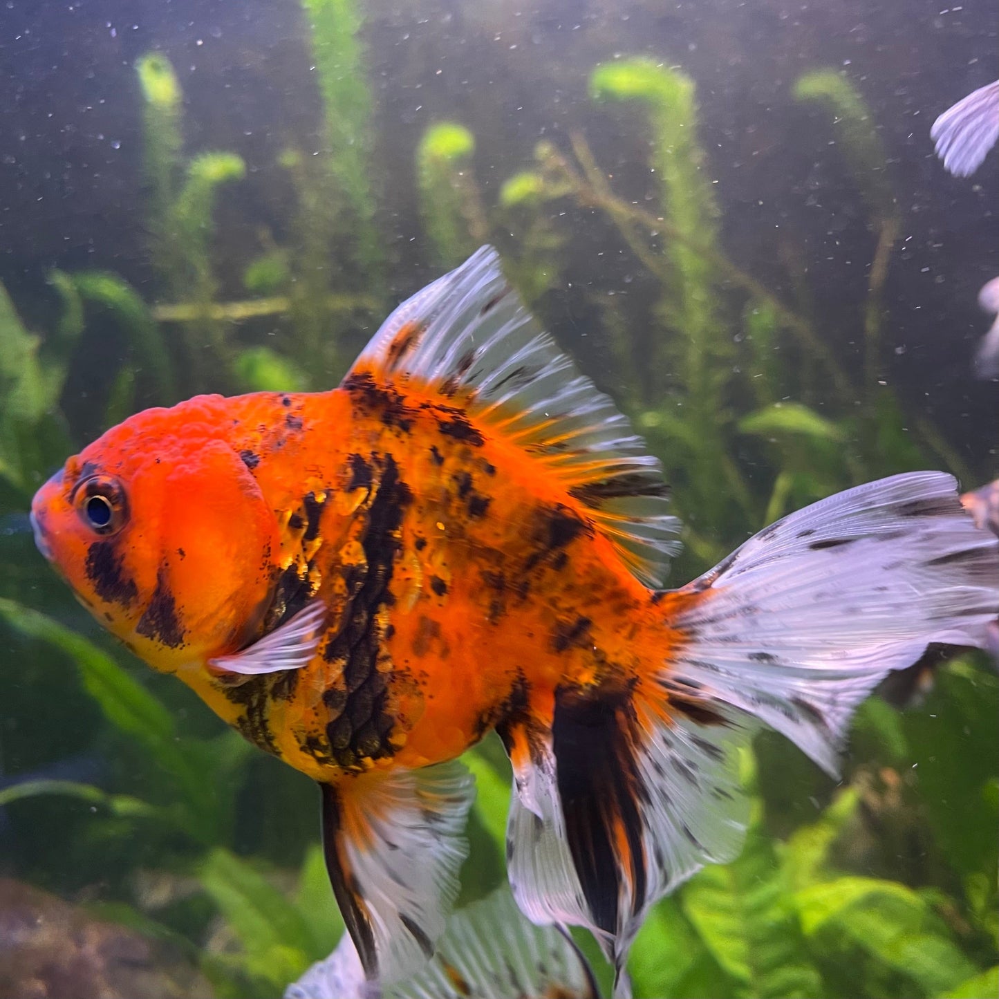 the-fish-farm Goldfish 12cm Oranda Goldfish - Calico one only-1 Oranda Goldfish - Calico - The Fish Farm Australia